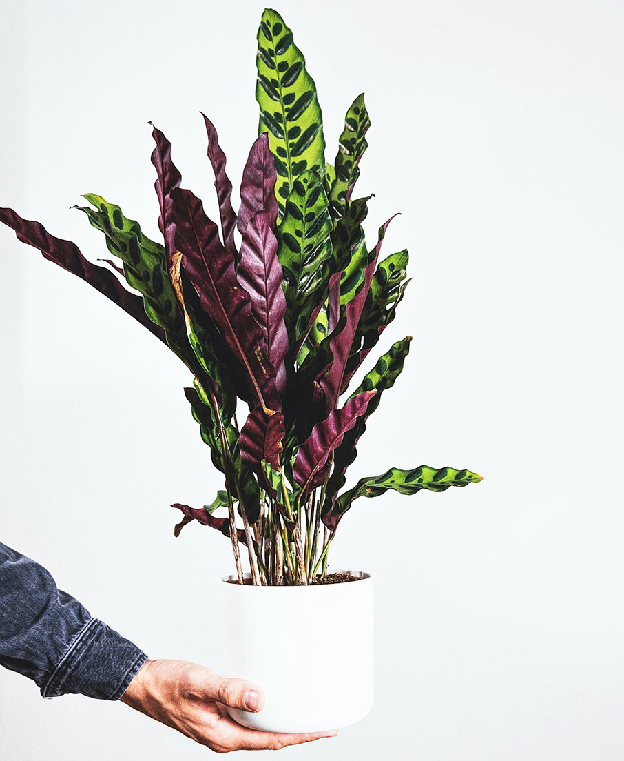 Τι φυτά να βάλετε σε σκοτεινό μπάνιο;-1