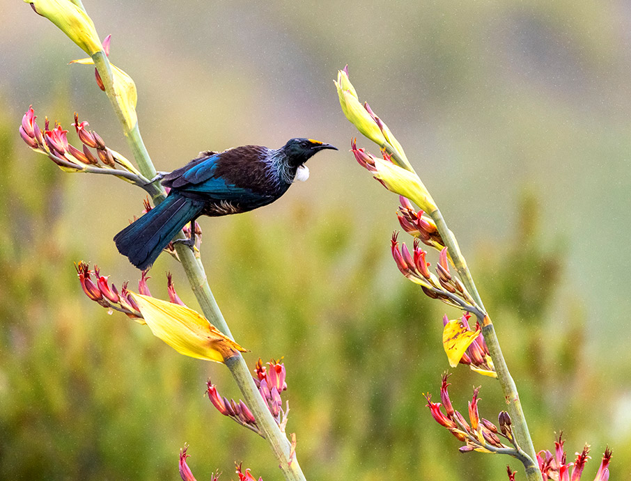 Εξωτισμός Covid-Free-4