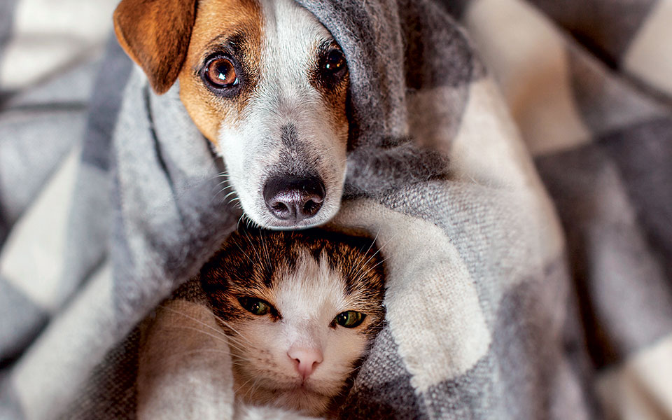 όλο-το-μπάχαλο-και-πώς-θα-τελειώσει-561140791