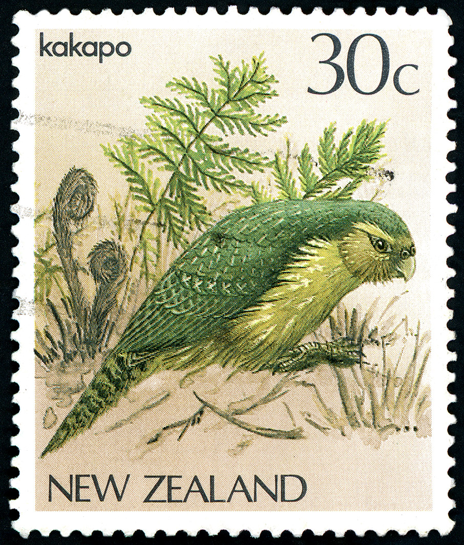 Ένας παπαγάλος αλλιώτικος από τους άλλους-1