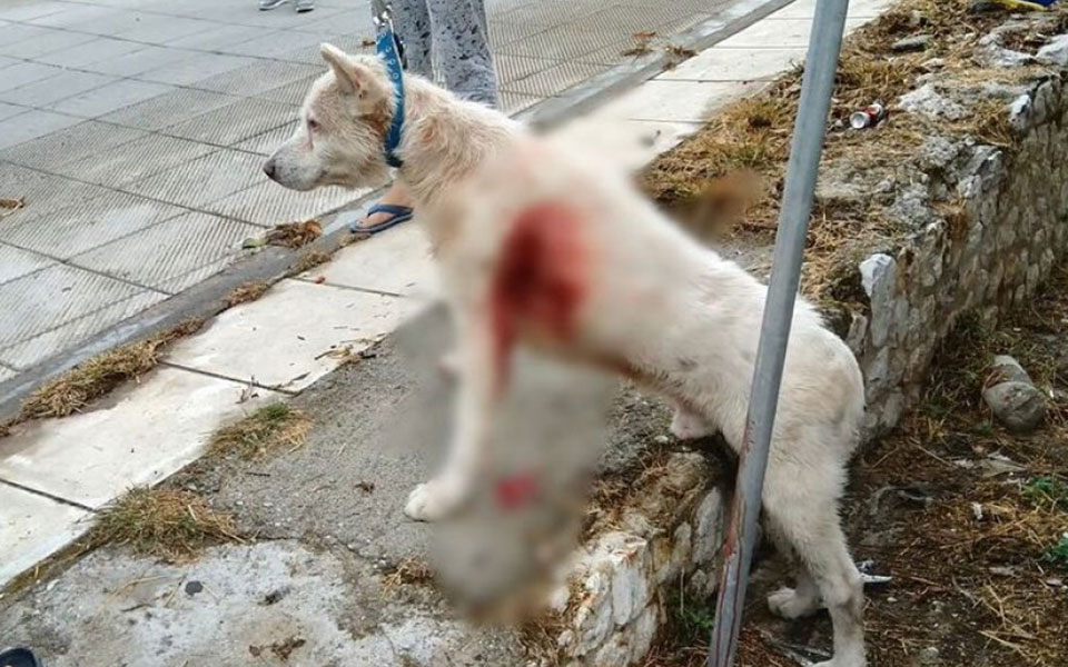 φυλάκιση-ακόμη-και-10-έτη-για-όσους-κακο-561148312