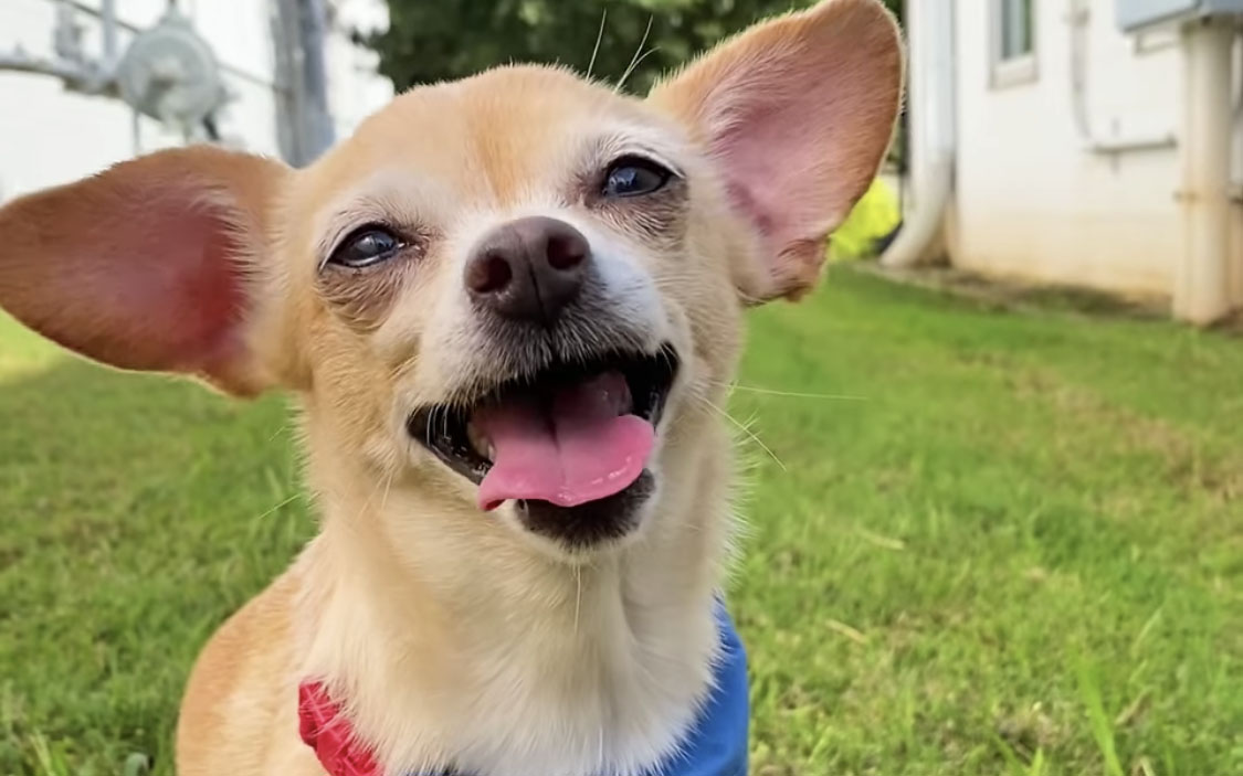 τα-σκυλιά-επιστρέφουν-στον-λευκό-οίκο-561149620