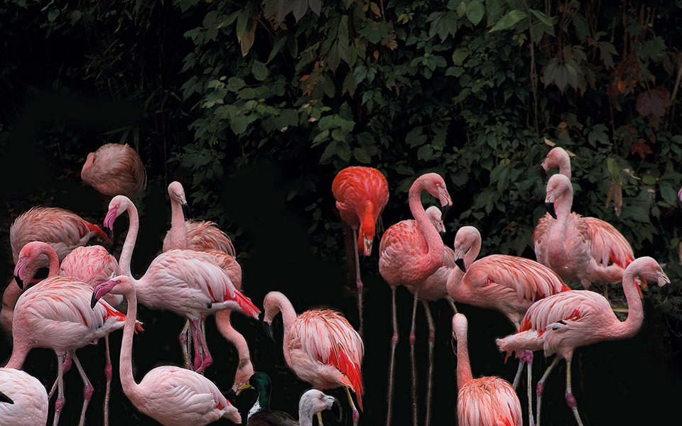 οι-αναγνώστες-ταξιδεύουν-ανόβερο-το-μ-561209407