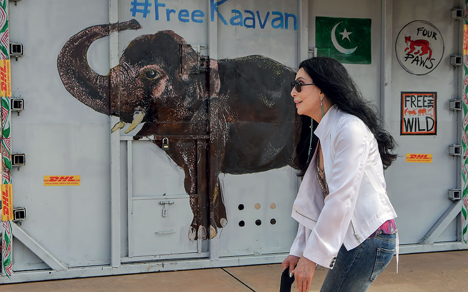 μιλώντας-για-τον-ελέφαντα-στο-δωμάτιο-561202588