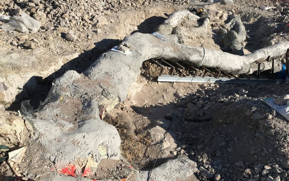 λέσβος-ανακαλύφθηκε-ακέραιο-απολιθω-561191770