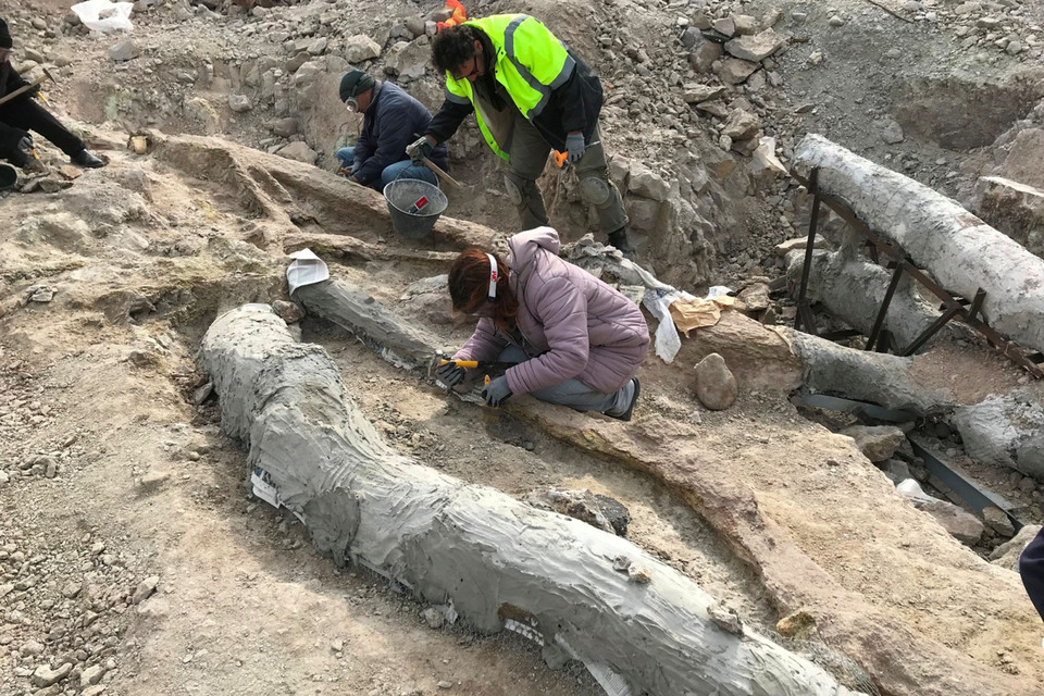 Λέσβος: Ανακαλύφθηκε ακέραιο απολιθωμένο δένδρο (εικόνες)-1