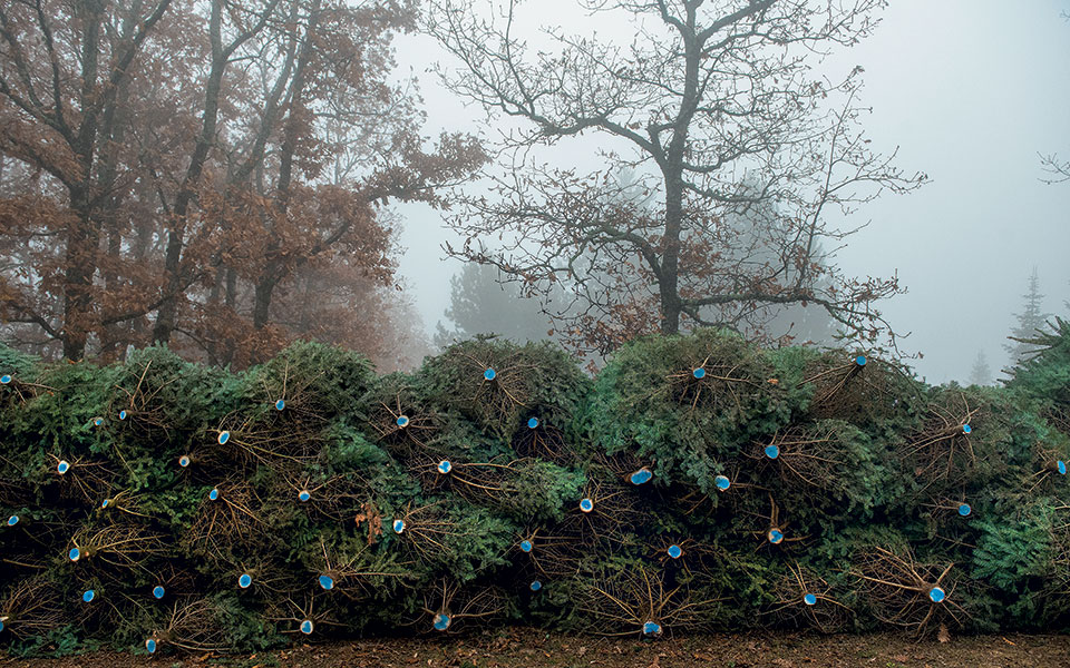 ω-έλατο-561194899