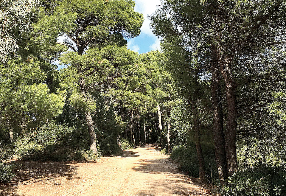 Ένα φυσικό δάσος μέσα στο λεκανοπέδιο-3