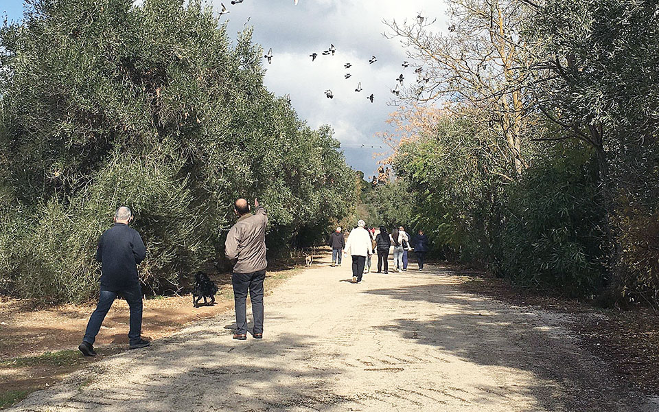 ένα-φυσικό-δάσος-μέσα-στο-λεκανοπέδιο-561180091