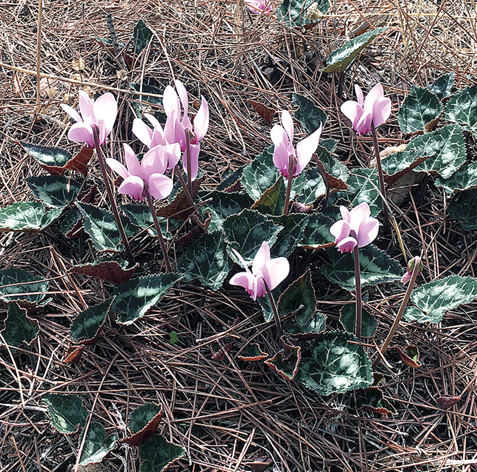 Ένα φυσικό δάσος μέσα στο λεκανοπέδιο-4