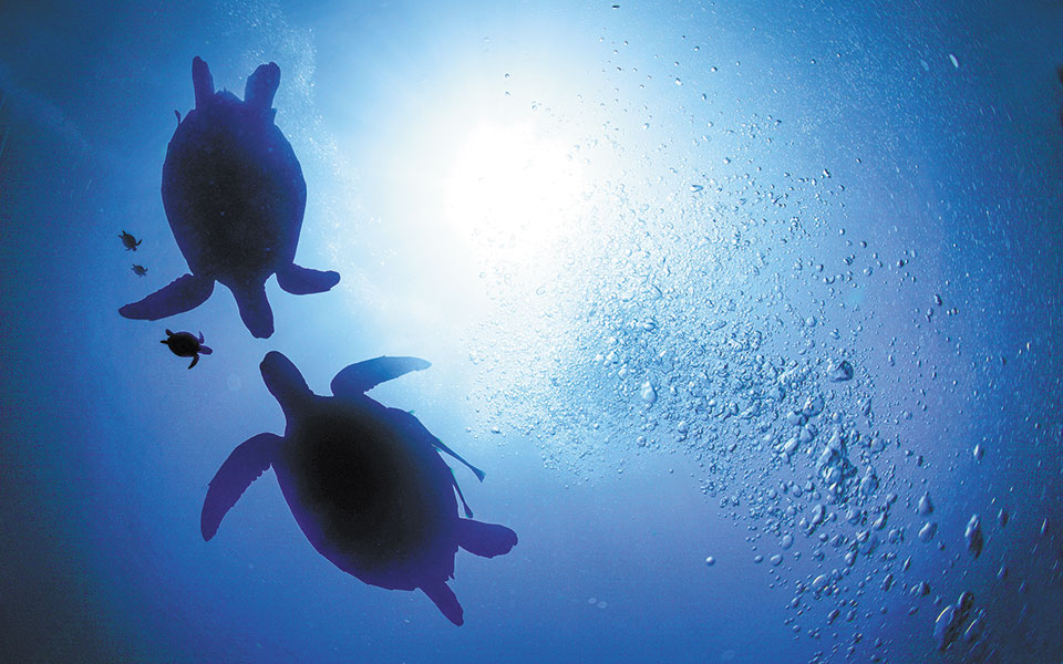 κριτική-σε-έναν-επιτυχημένο-πίθηκο-561184924