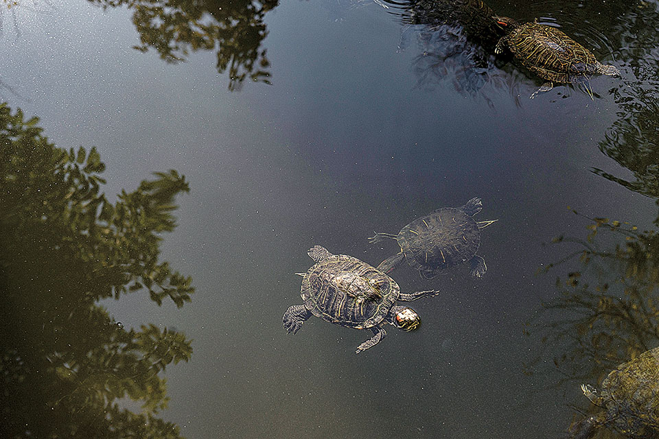 «Υδάτινο ταξίδι» στο κέντρο της Αθήνας-2