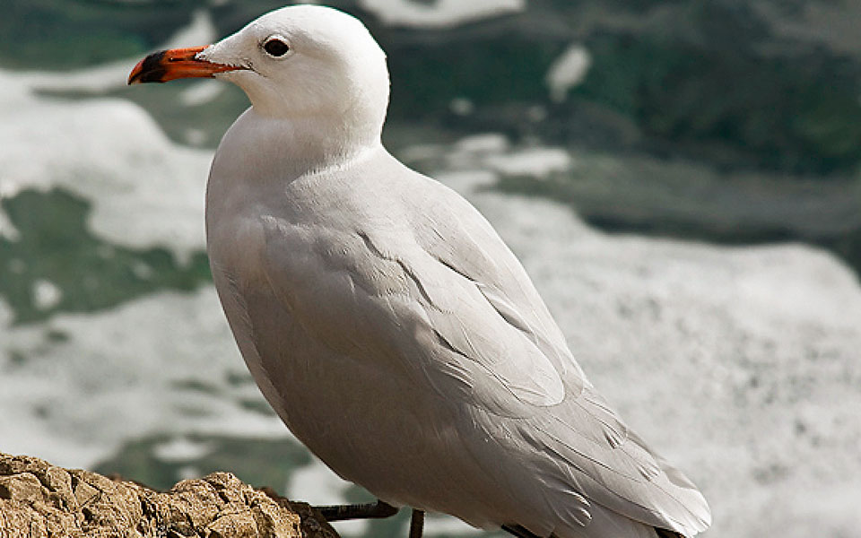 οι-μαυροπετρίτες-και-οι-αιγαιόγλαροι-561189553