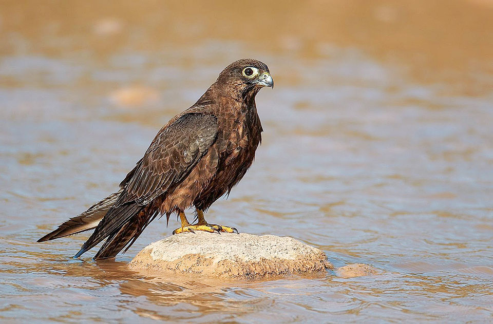 Οι μαυροπετρίτες και οι αιγαιόγλαροι της Αμοργού δείχνουν τις αλλαγές στη ζωή μας-1
