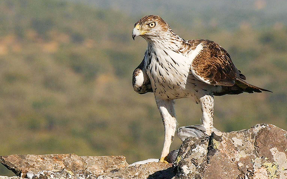 Οι μαυροπετρίτες και οι αιγαιόγλαροι της Αμοργού δείχνουν τις αλλαγές στη ζωή μας-2