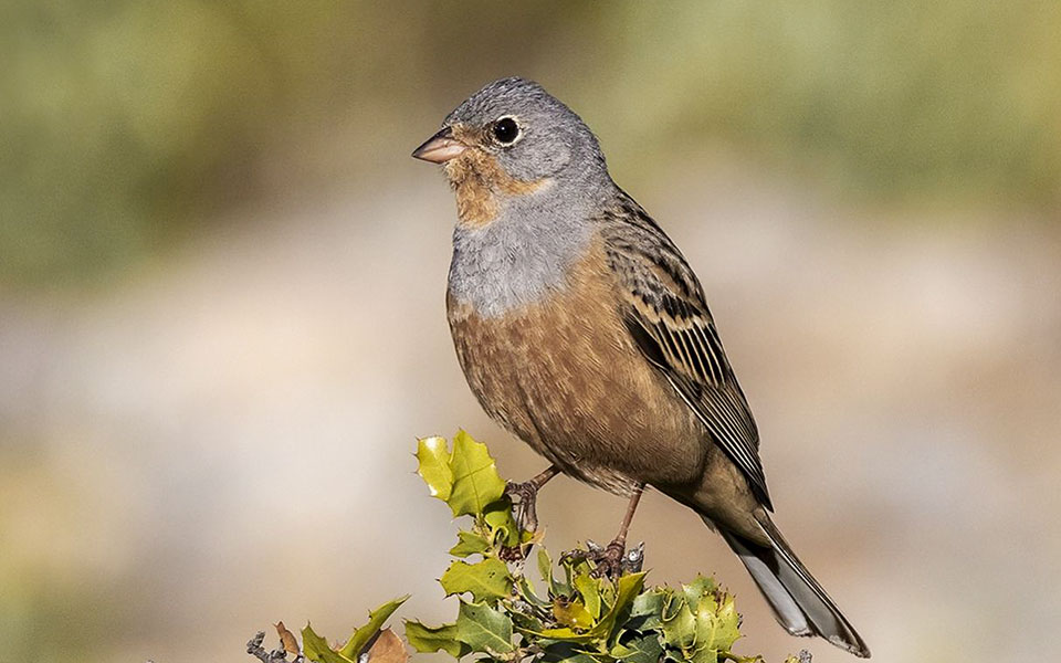 Οι μαυροπετρίτες και οι αιγαιόγλαροι της Αμοργού δείχνουν τις αλλαγές στη ζωή μας-3