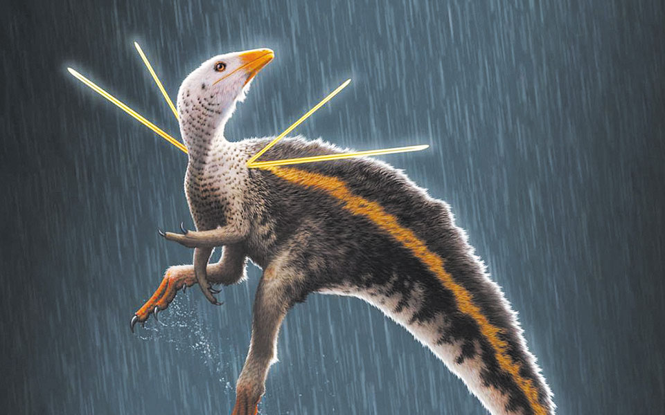 απολίθωμα-φτερωτού-δεινοσαύρου-στη-β-561198667