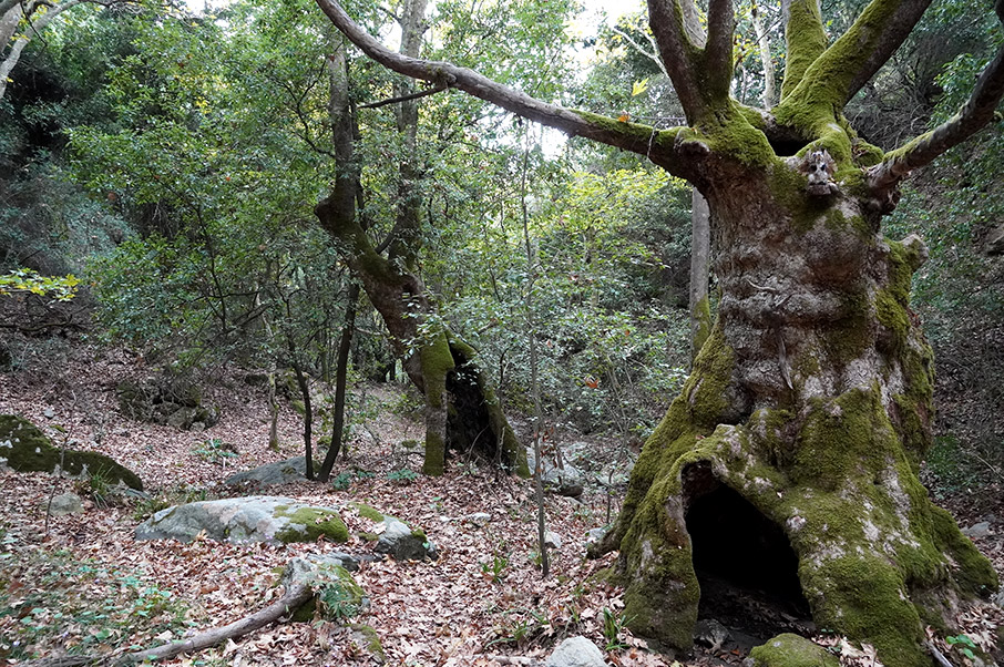 Σκιάθος: Μονοπάτια για όλους-1