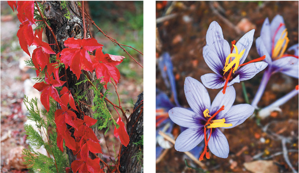 Εναλλαγές χρωμάτων στον δρόμο για το Κακόρεμα-4