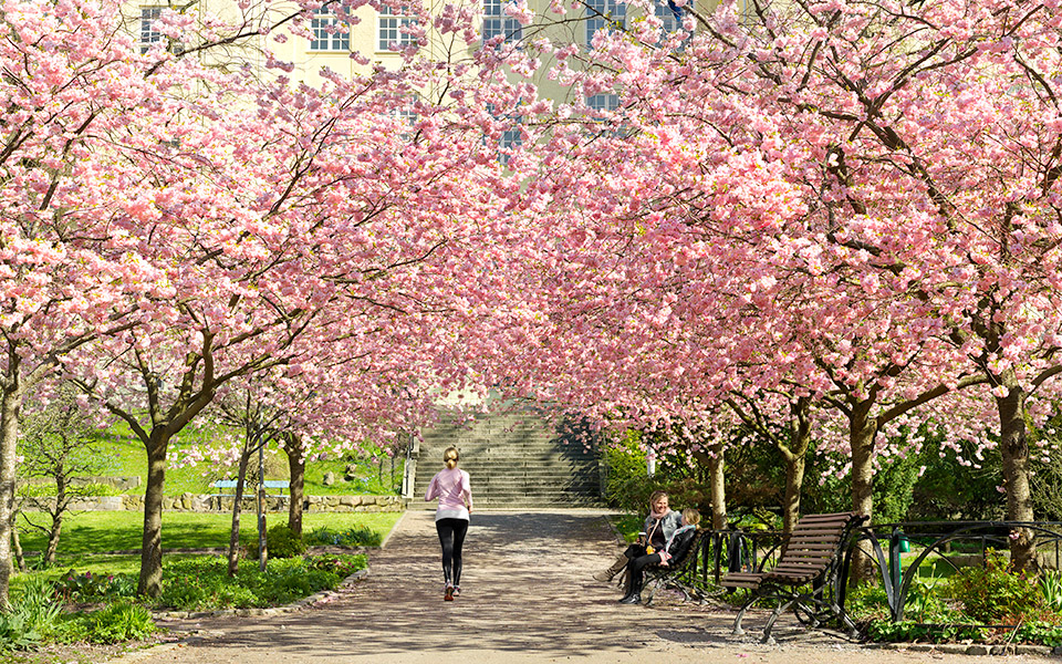 σουηδική-άνοιξη-561202639