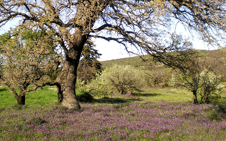 οι-αναγνώστες-ταξιδεύουν-πελετά-νότι-561203029