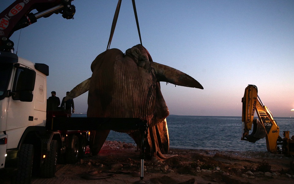 Νεκρή φάλαινα ανοικτά της Πειραϊκής (εικόνες)-1