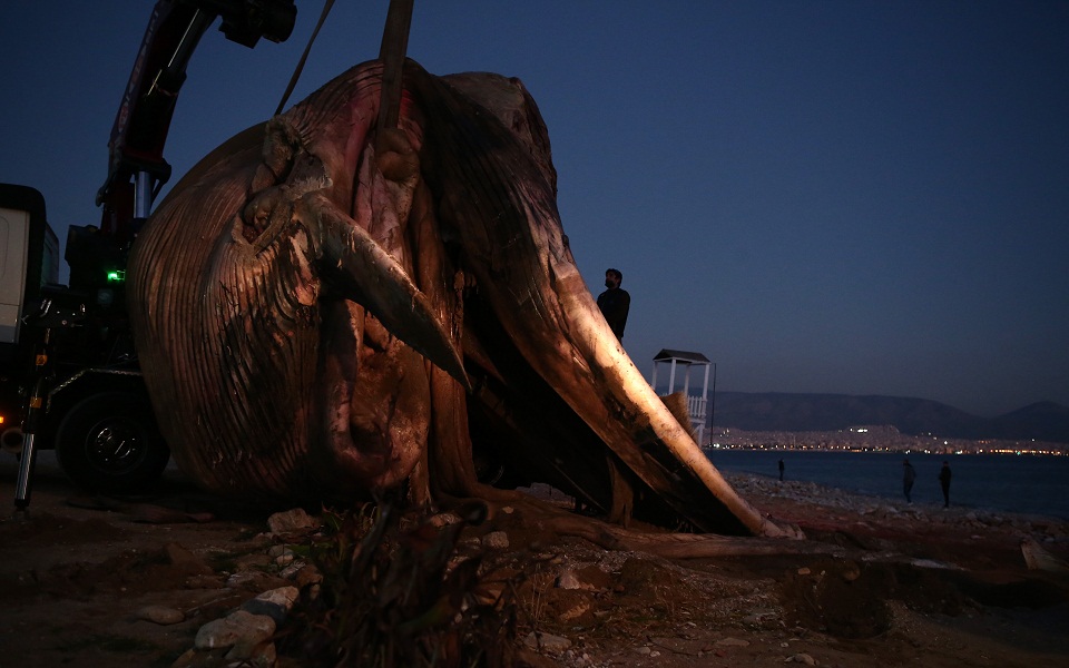 Νεκρή φάλαινα ανοικτά της Πειραϊκής (εικόνες)-2