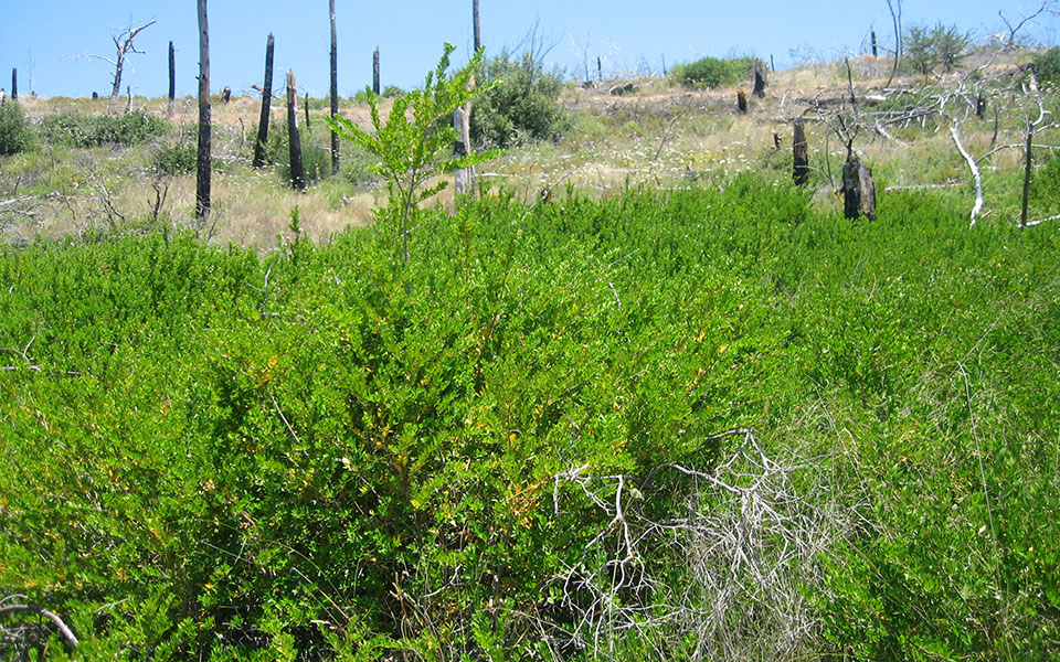 εθνικό-σχέδιο-για-τις-αναδασώσεις-561179545