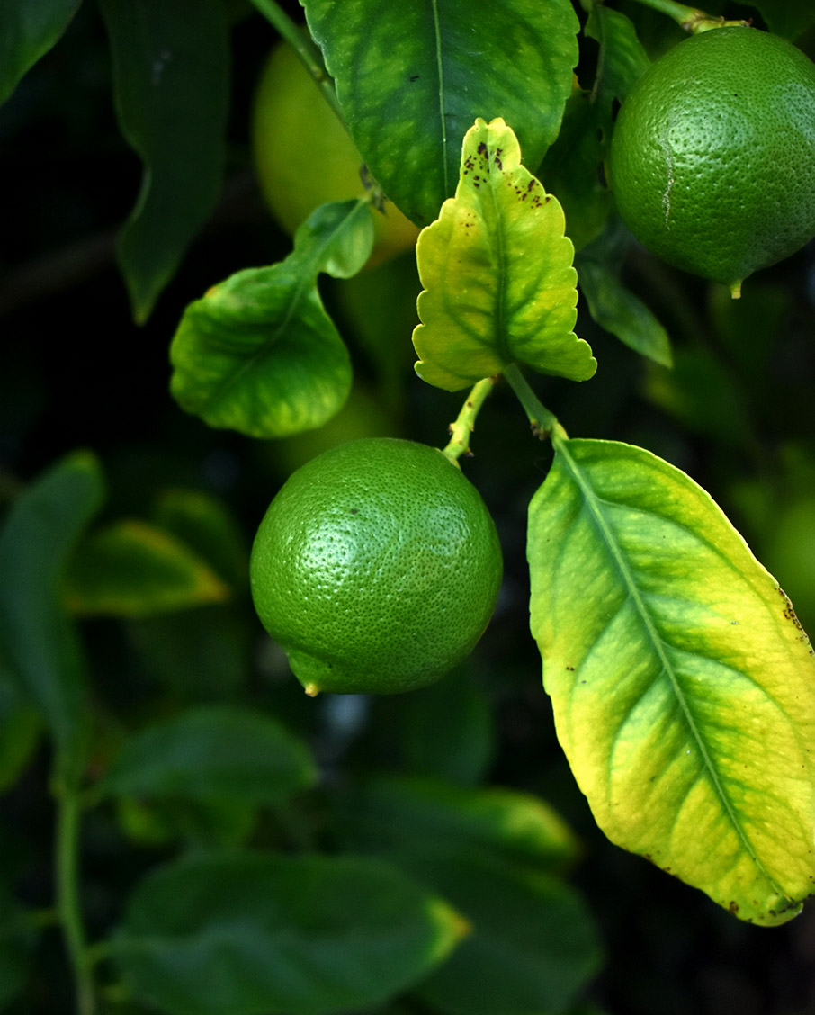 Φυτά εσωτερικού χώρου που καθαρίζουν την ατμόσφαιρα του σπιτιού-1