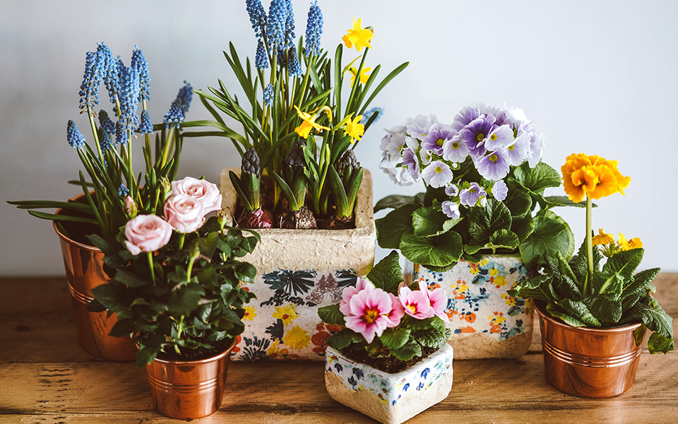 υπέροχα-μυρωδικά-φυτά-για-ένα-μπαλκόν-561209269