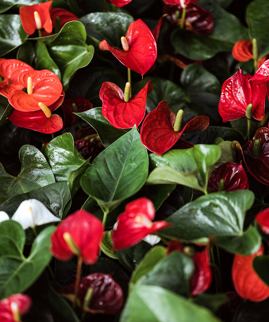 Φυτά εσωτερικού χώρου που καθαρίζουν την ατμόσφαιρα του σπιτιού-6