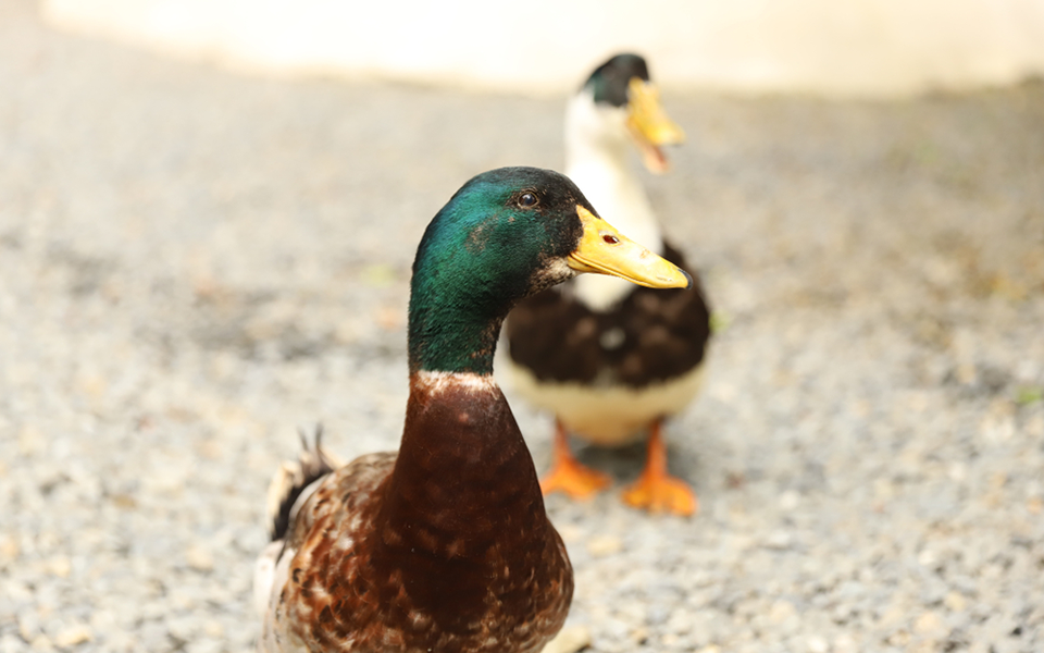 γαλλία-στέλεχος-της-γρίπης-των-πτηνών-561187831