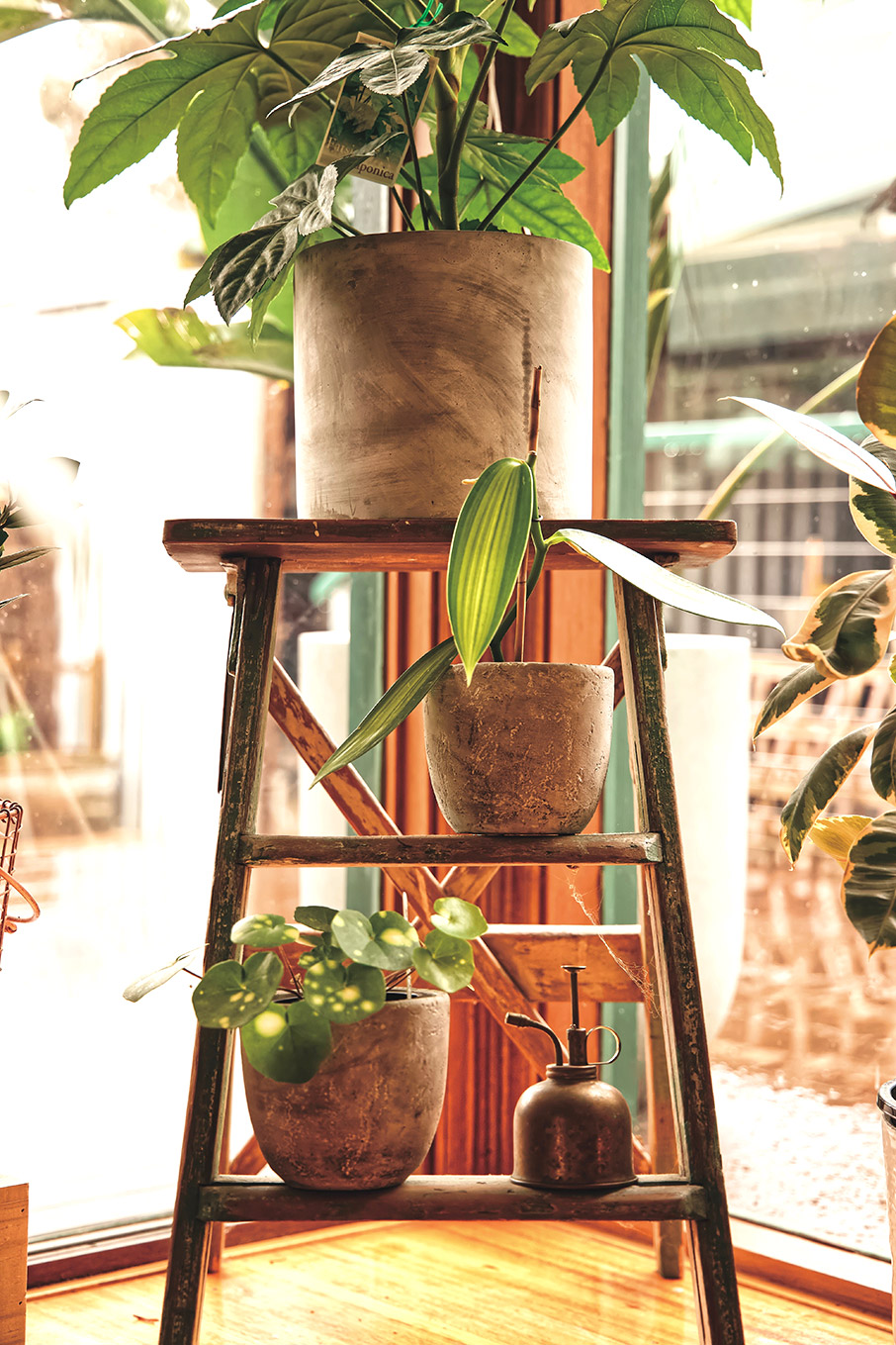 Η διακόσμηση με φυτά φέρνει στο σπίτι την ευτυχία-3