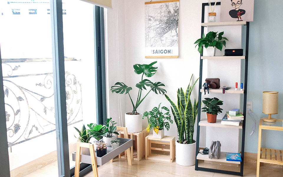 φυτά-εσωτερικού-χώρου-που-καθαρίζουν-561203773