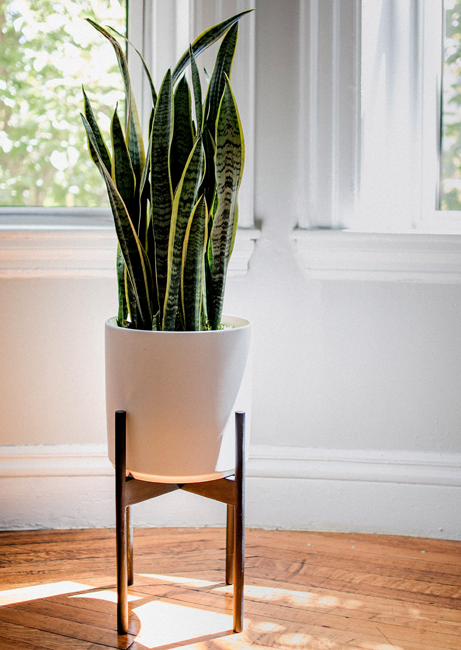 Φυτά εσωτερικού χώρου που καθαρίζουν την ατμόσφαιρα του σπιτιού-9