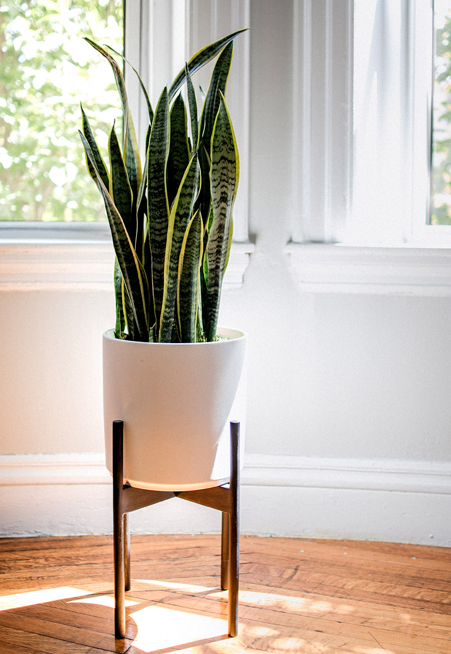 Φυτά υπνοδωματίου για άνετο και συνεχή ύπνο-4