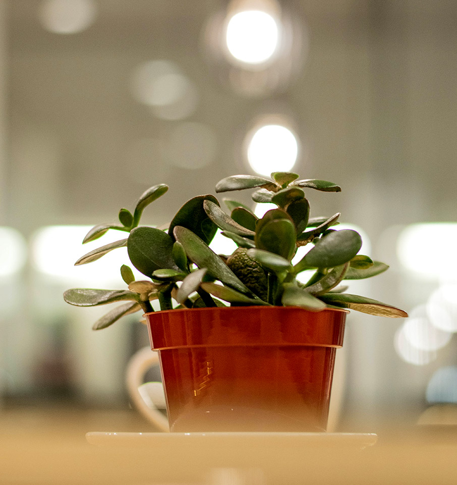 Παχύφυτα που αντέχουν στις δύσκολες καιρικές συνθήκες-3