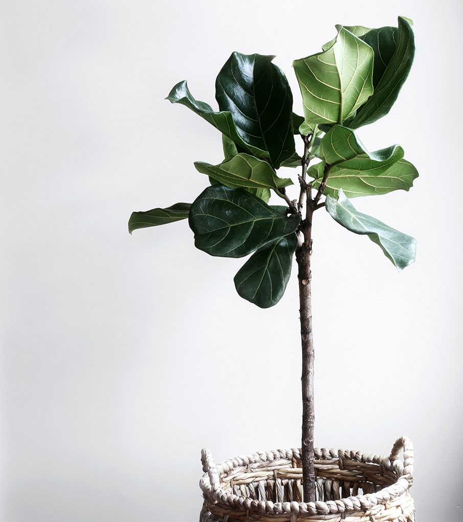 Φυτά εσωτερικού χώρου που καθαρίζουν την ατμόσφαιρα του σπιτιού-5