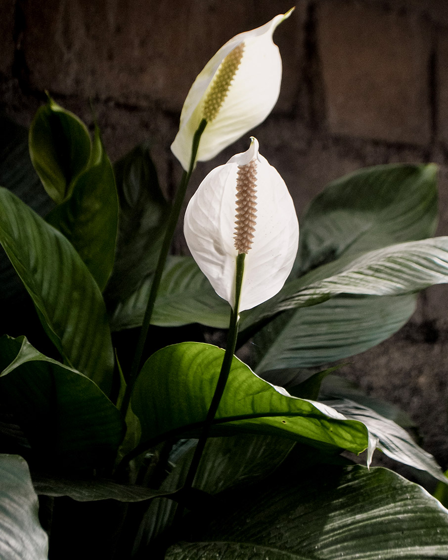 Φυτά εσωτερικού χώρου που καθαρίζουν την ατμόσφαιρα του σπιτιού-4