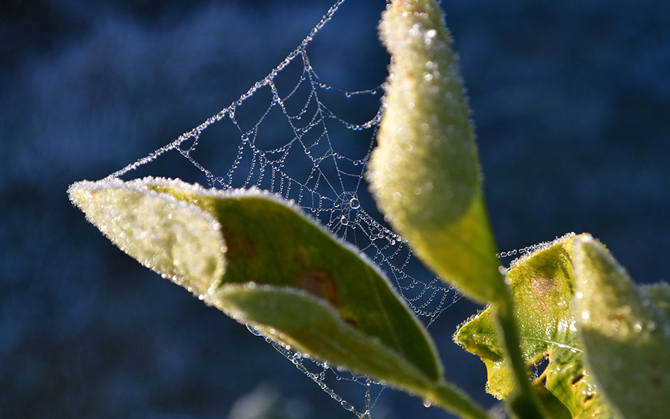 παγετός-στη-δυτική-μακεδονία-πρώτες-561179827