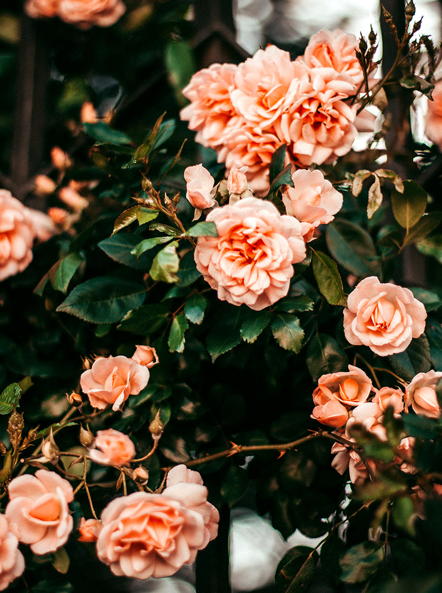 Υπέροχα Μυρωδικά Φυτά για ένα μπαλκόνι γεμάτο με αρώματα-5