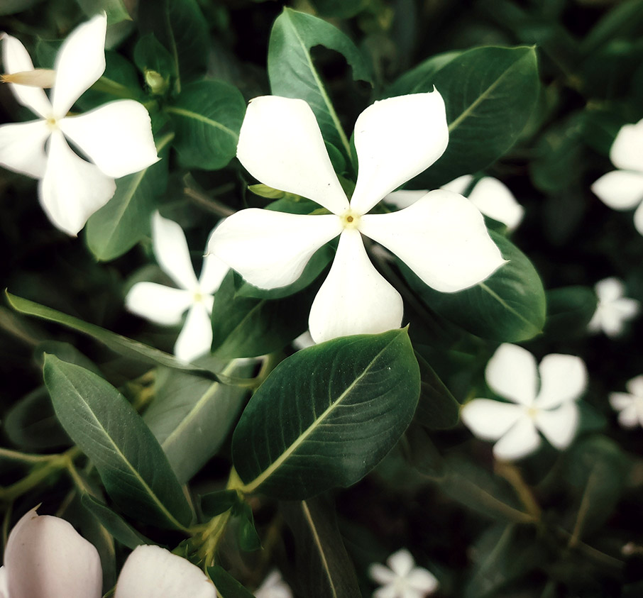 Υπέροχα Μυρωδικά Φυτά για ένα μπαλκόνι γεμάτο με αρώματα-4