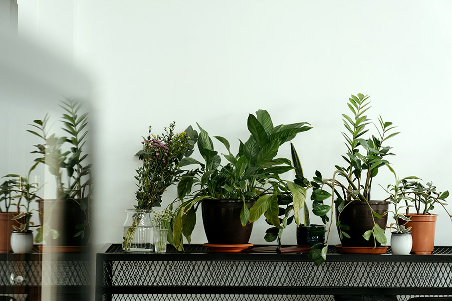 Φυτά εσωτερικού χώρου που καθαρίζουν την ατμόσφαιρα του σπιτιού-8