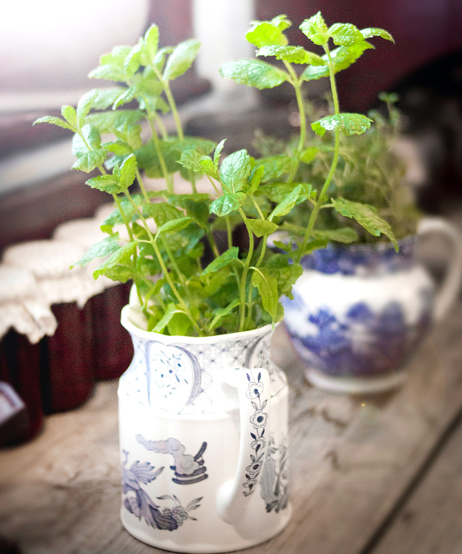 Υπέροχα Μυρωδικά Φυτά για ένα μπαλκόνι γεμάτο με αρώματα-6