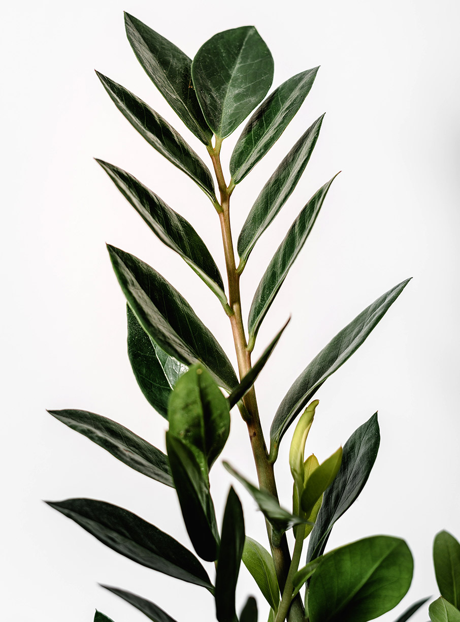 Φυτά εσωτερικού χώρου που καθαρίζουν την ατμόσφαιρα του σπιτιού-2