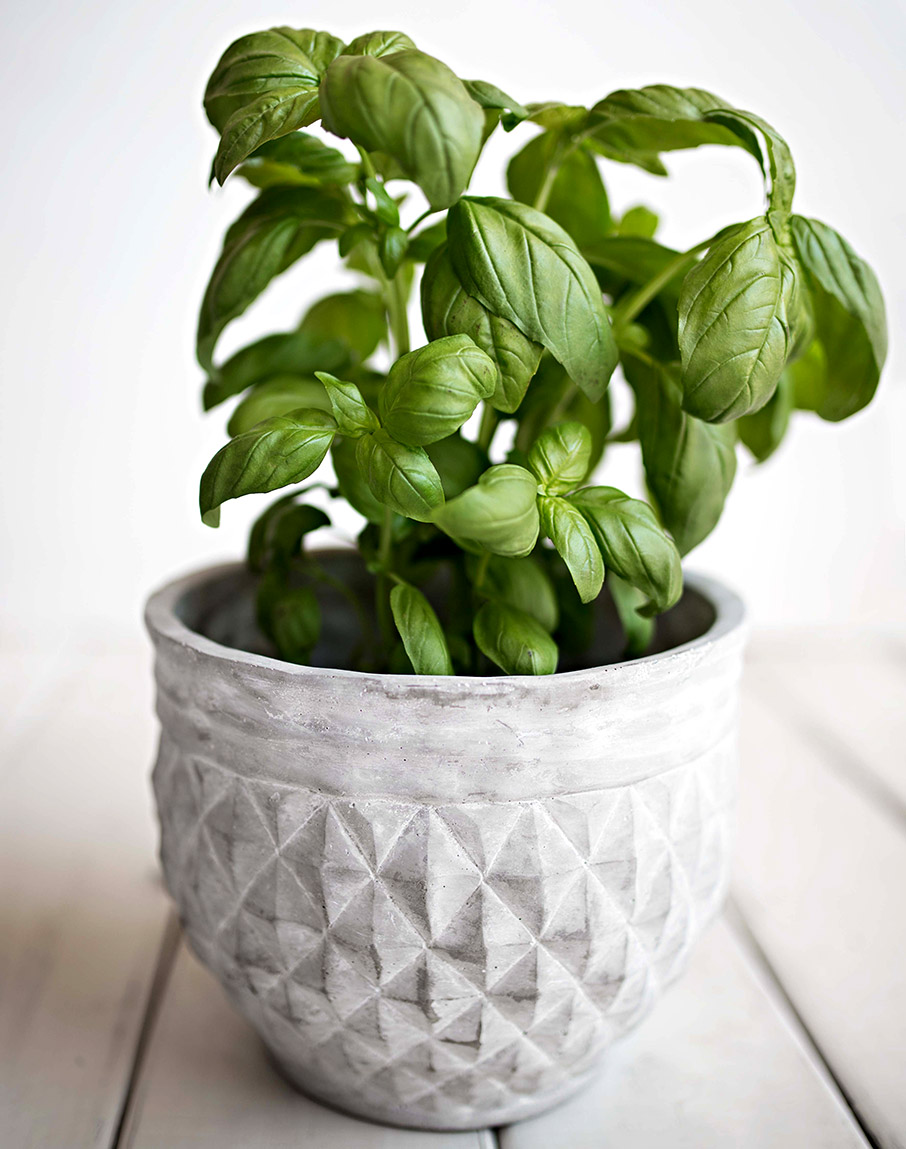 Υπέροχα Μυρωδικά Φυτά για ένα μπαλκόνι γεμάτο με αρώματα-7