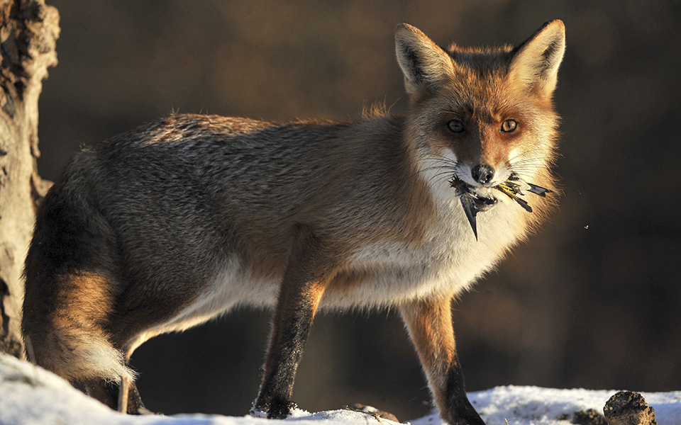 Ελαφρύ γεύμα