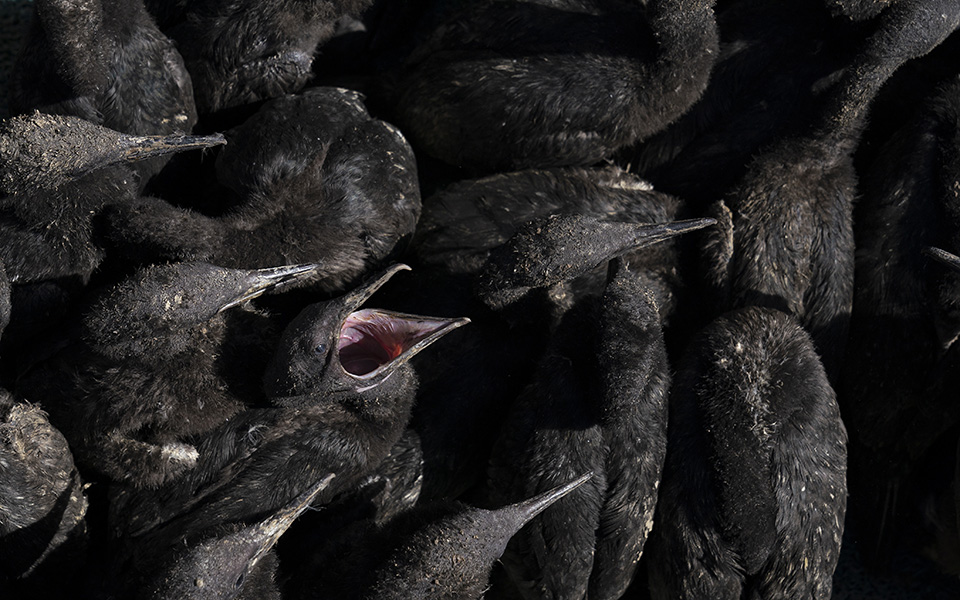 παρατημένα-μωρά-561245080