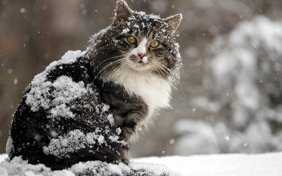 και-με-ήλιο-και-με-χιόνι-561223087