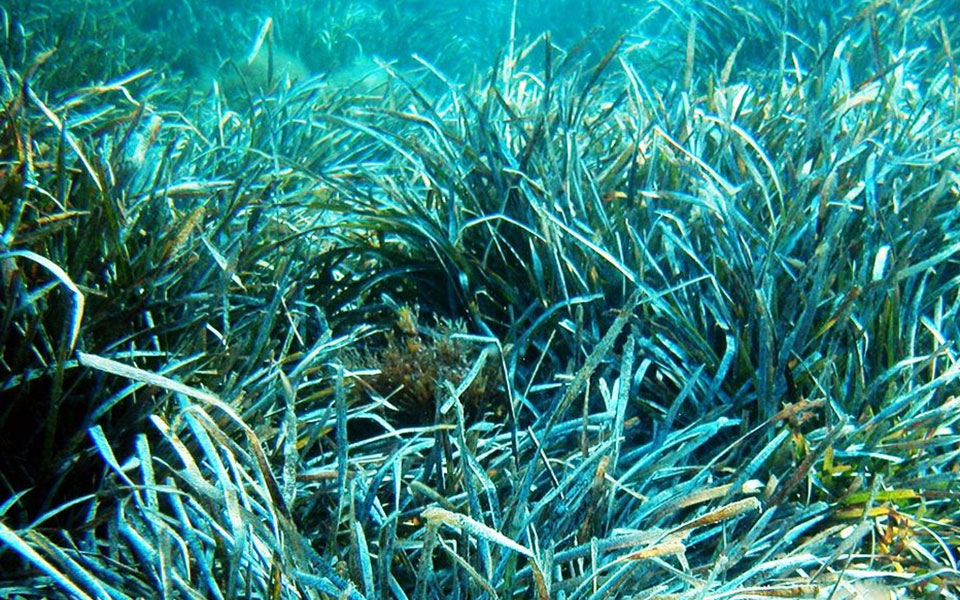 ποσειδωνία-ο-καθαριστής-της-θάλασσας-561230290